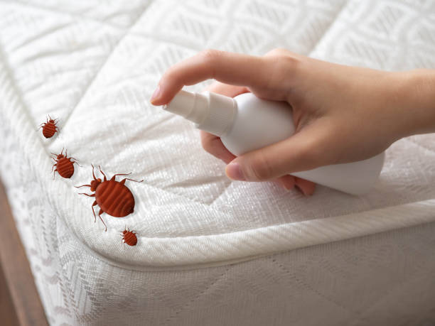 Best Spider Control Near Me  in Prospect, OH