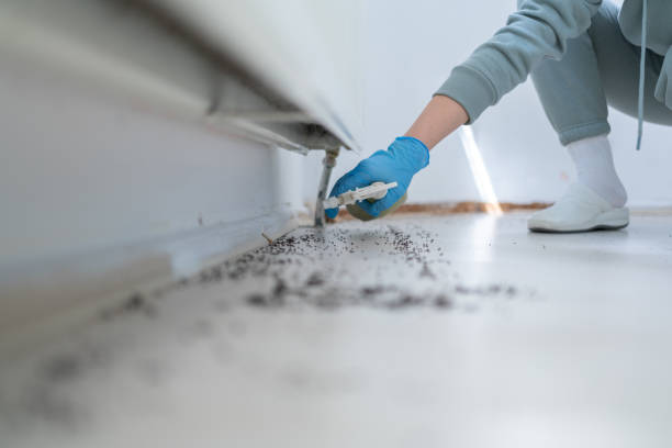 Wasp Removal Services in Prospect, OH